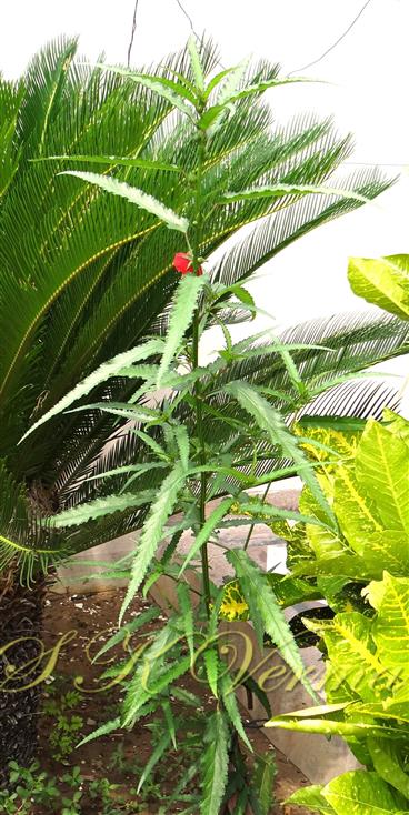  Plant